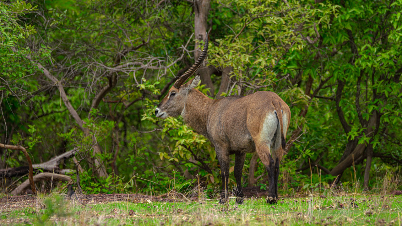  Le Parc National Niokolo-Koba